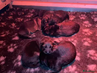 German Shepherd dogs Quality litter GSD @icepack kennels - Advert 9