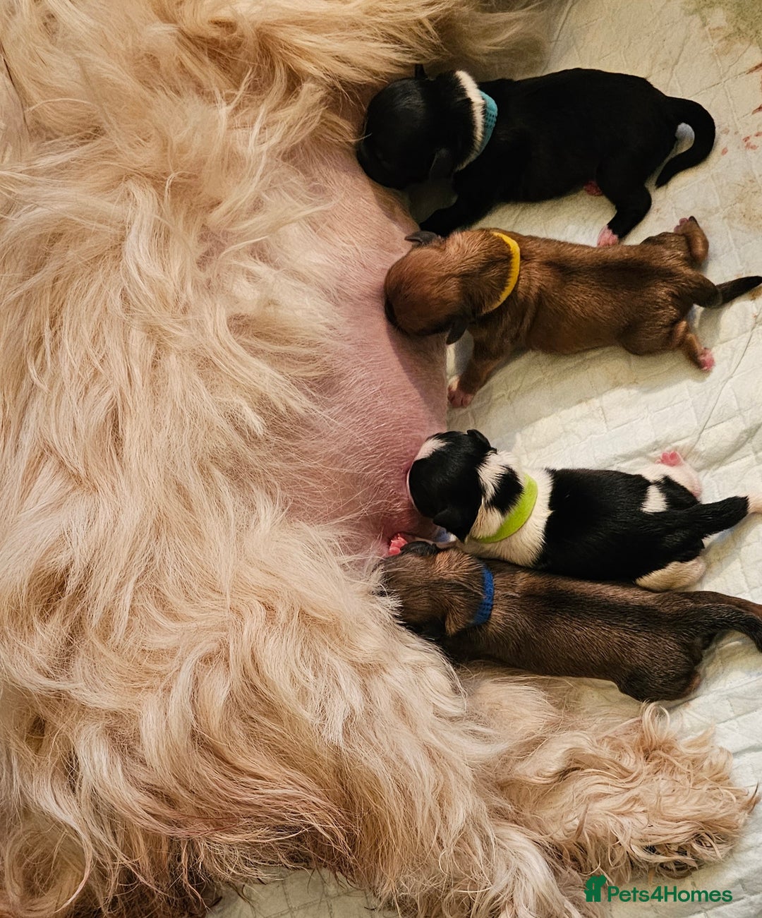 Lhasa Apso dogs for sale: Stunning pedigree Lhasa Apso Puppies - Advert 2