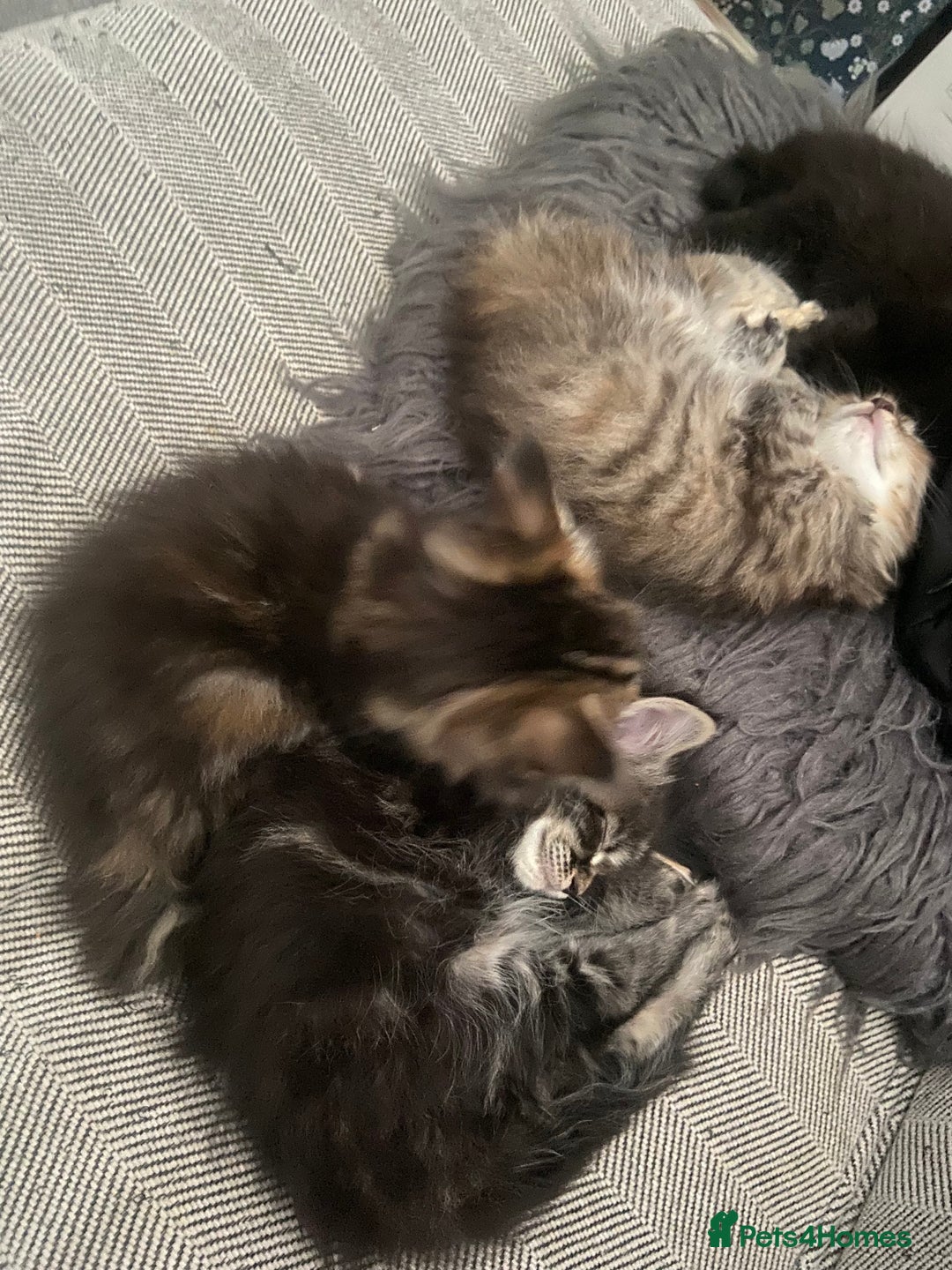 Maine Coon cats for sale: Half Main Coon and Ragdoll - Image 3