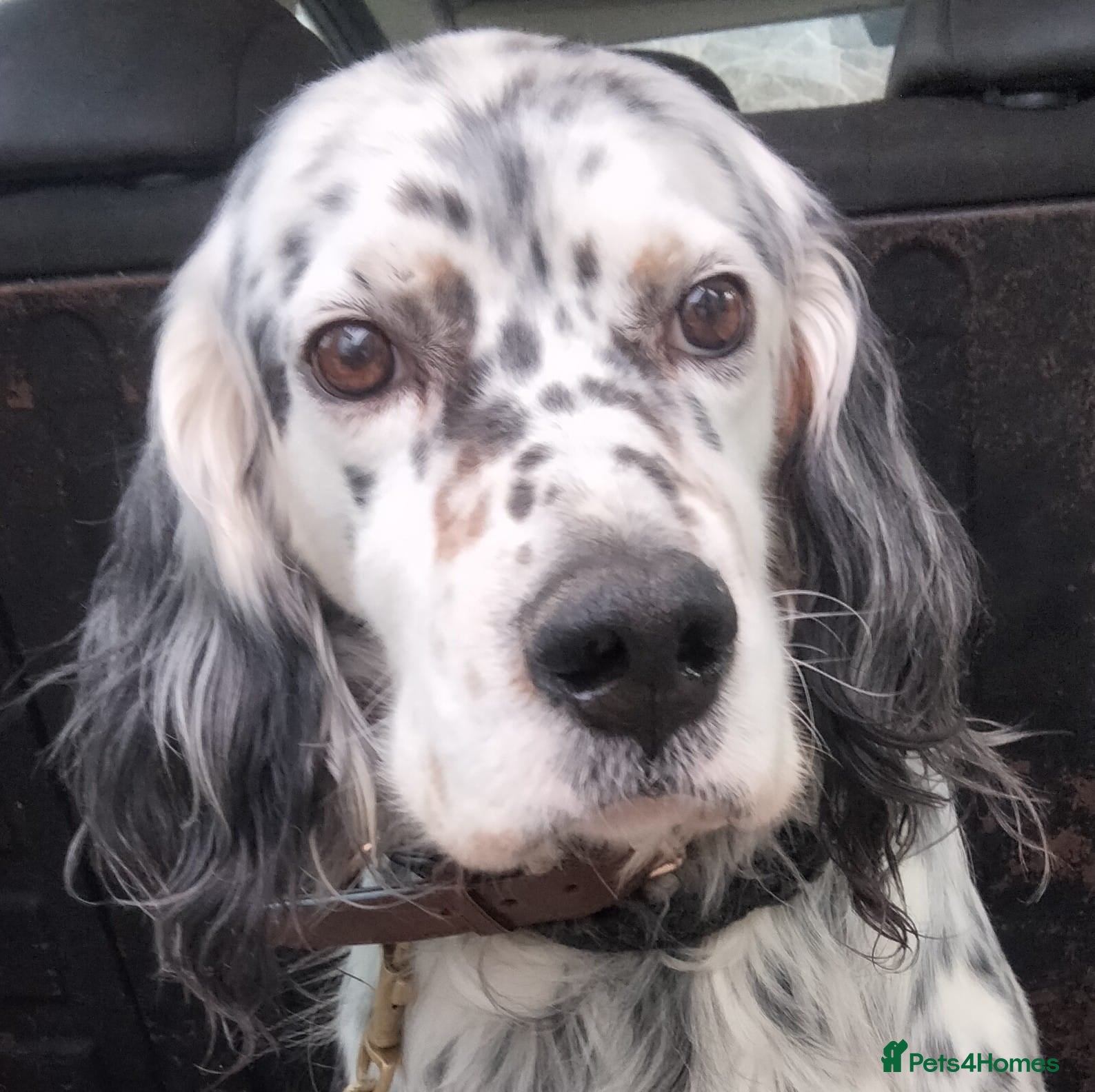 English Setter dogs Icaro in Woking - Advert 1