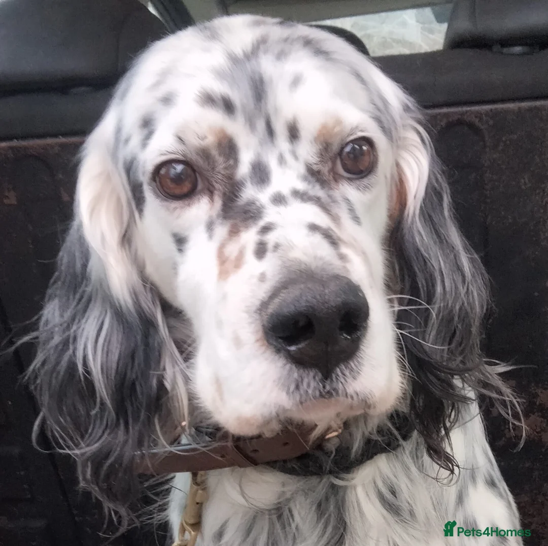 English Setter dogs for adoption: Icaro in Woking - Advert 1