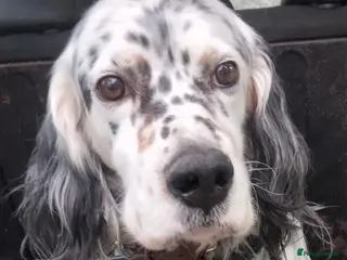English Setter dogs Icaro in Woking - Advert 1