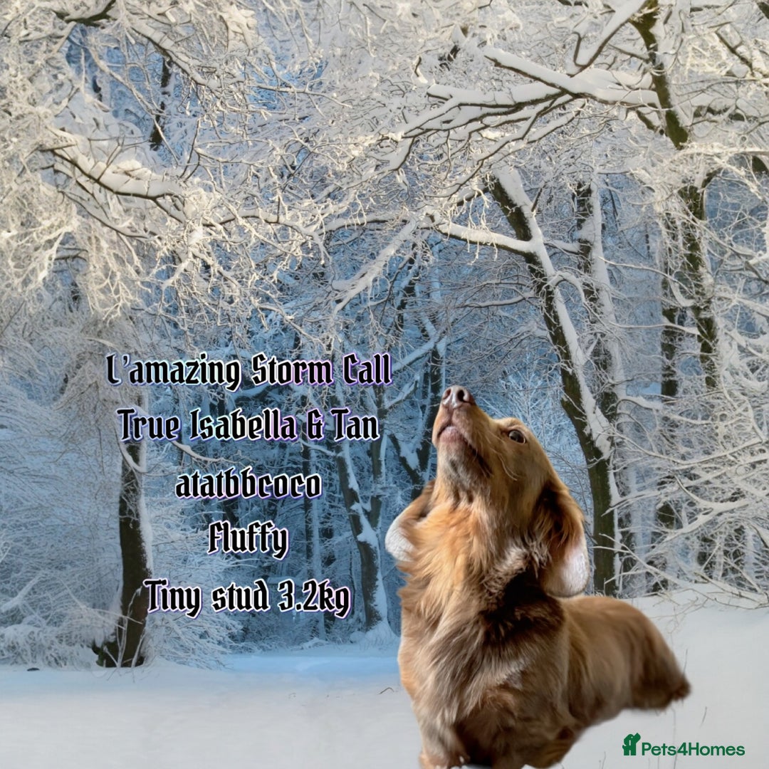 Miniature Dachshund dogs for stud: STORM CALL true Isabella & Tan long haired KC 5* in Stockport - Image 5