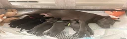 Staffordshire Bull Terrier dogs for sale: Brave Spirits With Loving Hearts in Watford - Advert 9