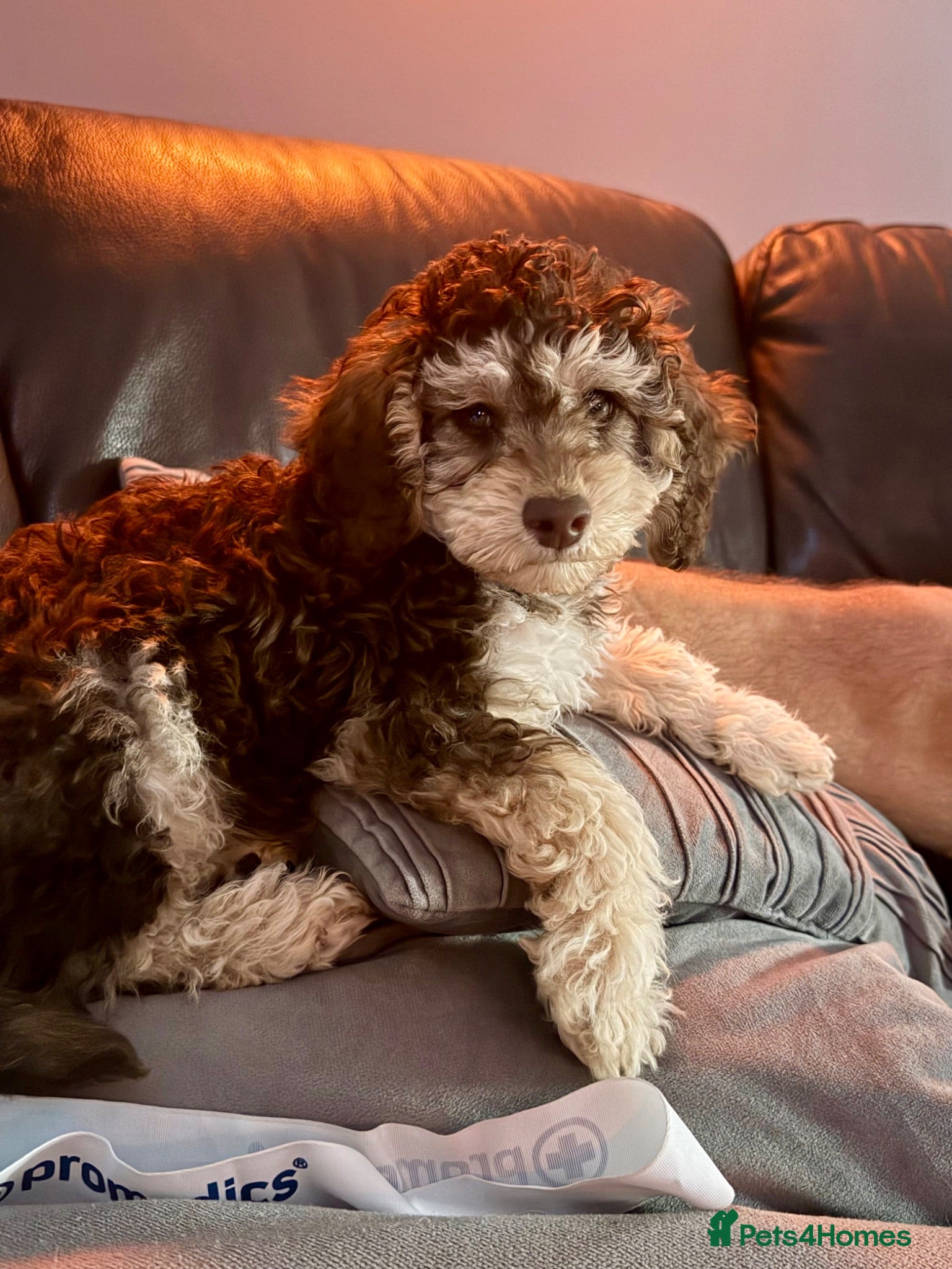 Cockapoo dogs Cockapoo experience from birth to home 12.5.26 🥰 - Advert 2