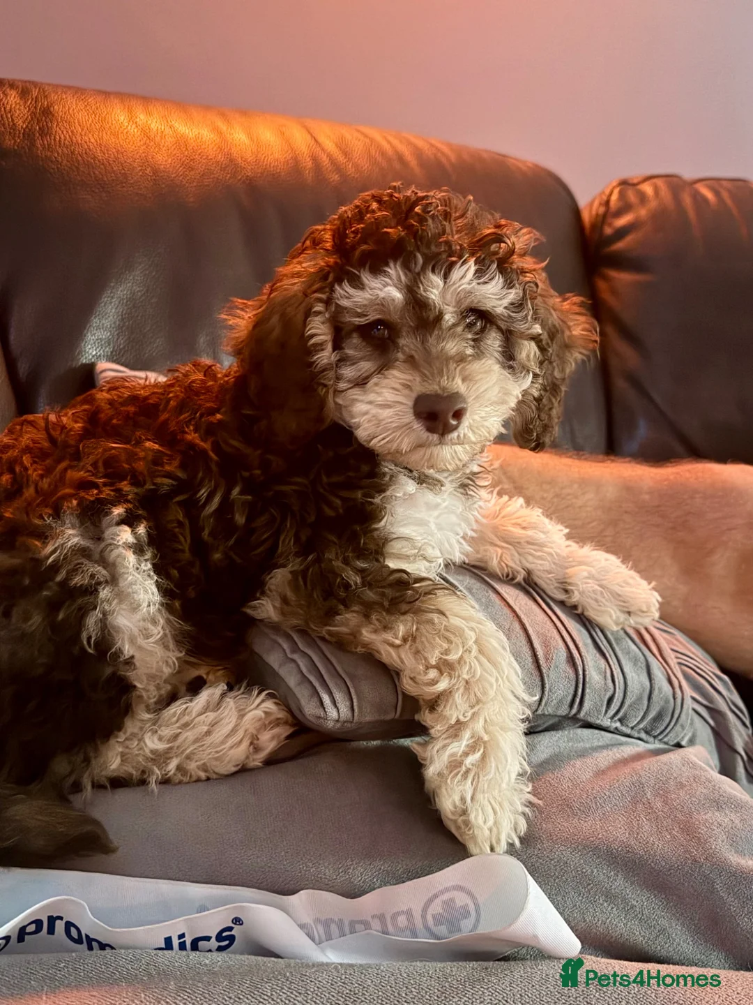 Cockapoo dogs for sale: Cockapoo experience from birth to home 12.5.26 🥰 - Advert 2