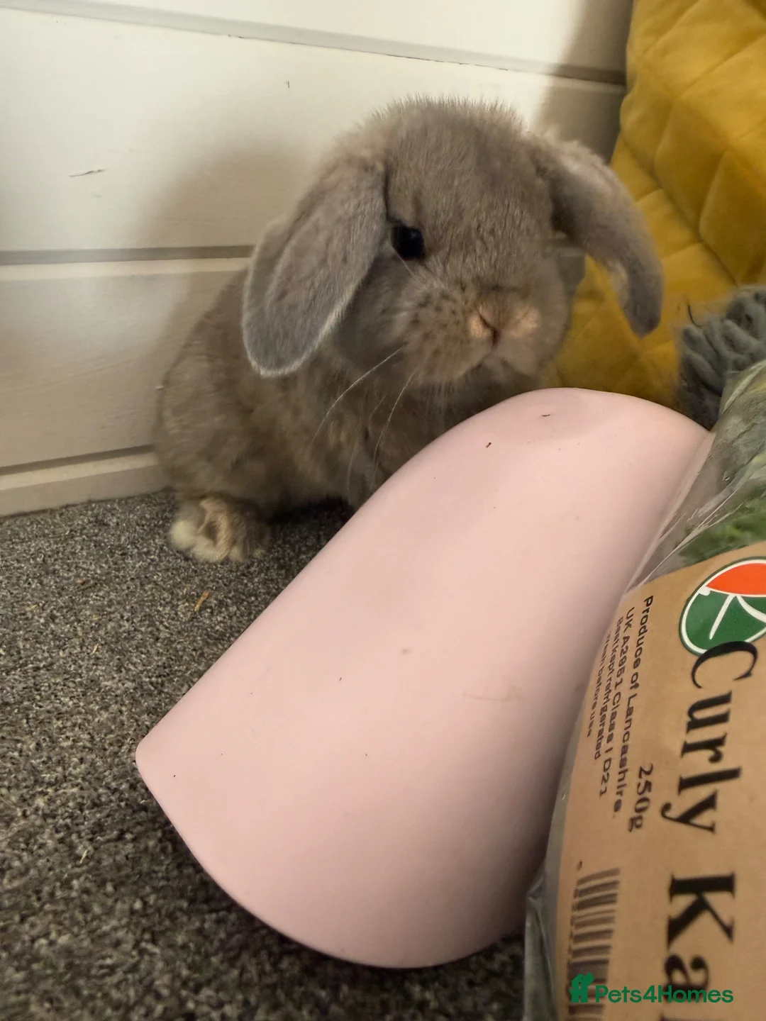 Mini Lop rabbits for sale: Mini lop - Advert 2