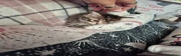 Mixed Breed cats for sale: 3 beautiful gray tabby kittens  in Doncaster - Advert 7