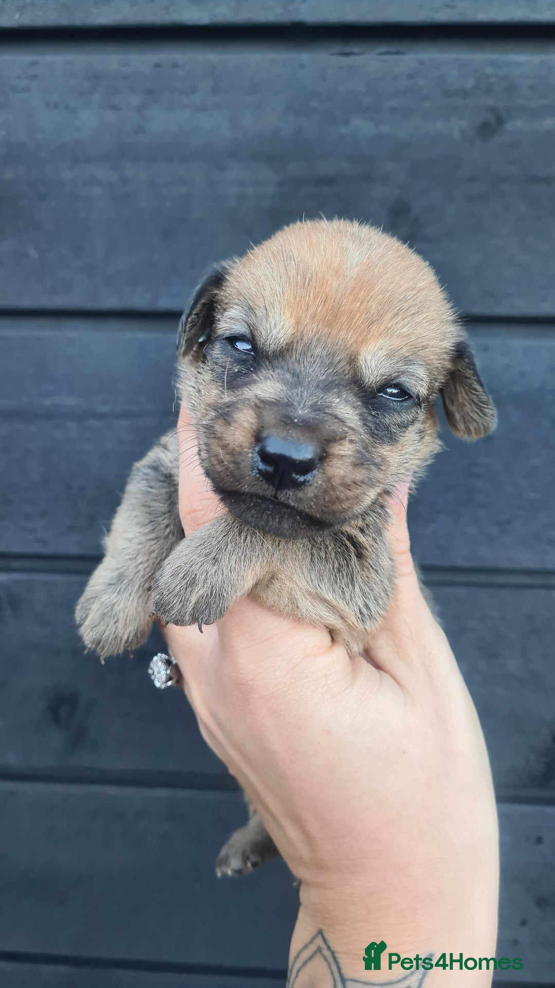 Mixed Breed dogs for sale: Patterjack x daxies pups available  - Advert 14