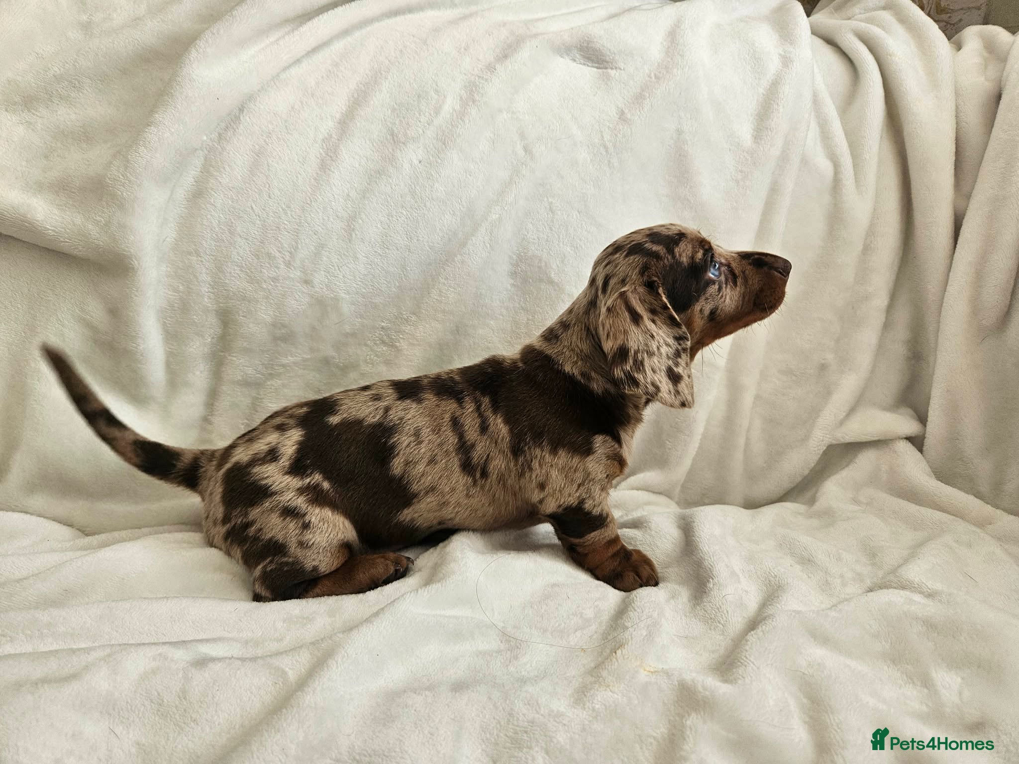 Dachshund dogs 🐶Chocolate & Cream Dachshund for Sale 🐶 - Advert 2