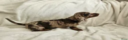 Dachshund dogs for sale: 🐶Chocolate & Cream Dachshund for Sale 🐶 - Advert 2