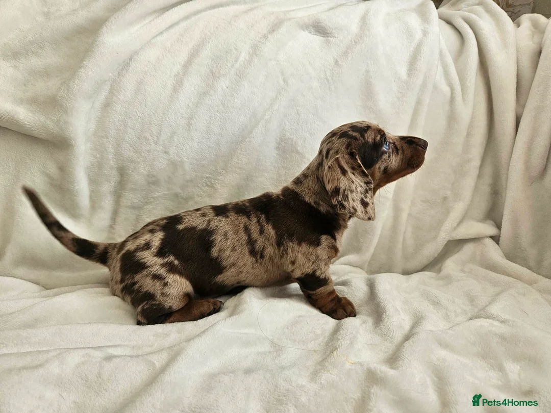Dachshund dogs for sale: 🐶Chocolate & Cream Dachshund for Sale 🐶 - Advert 2
