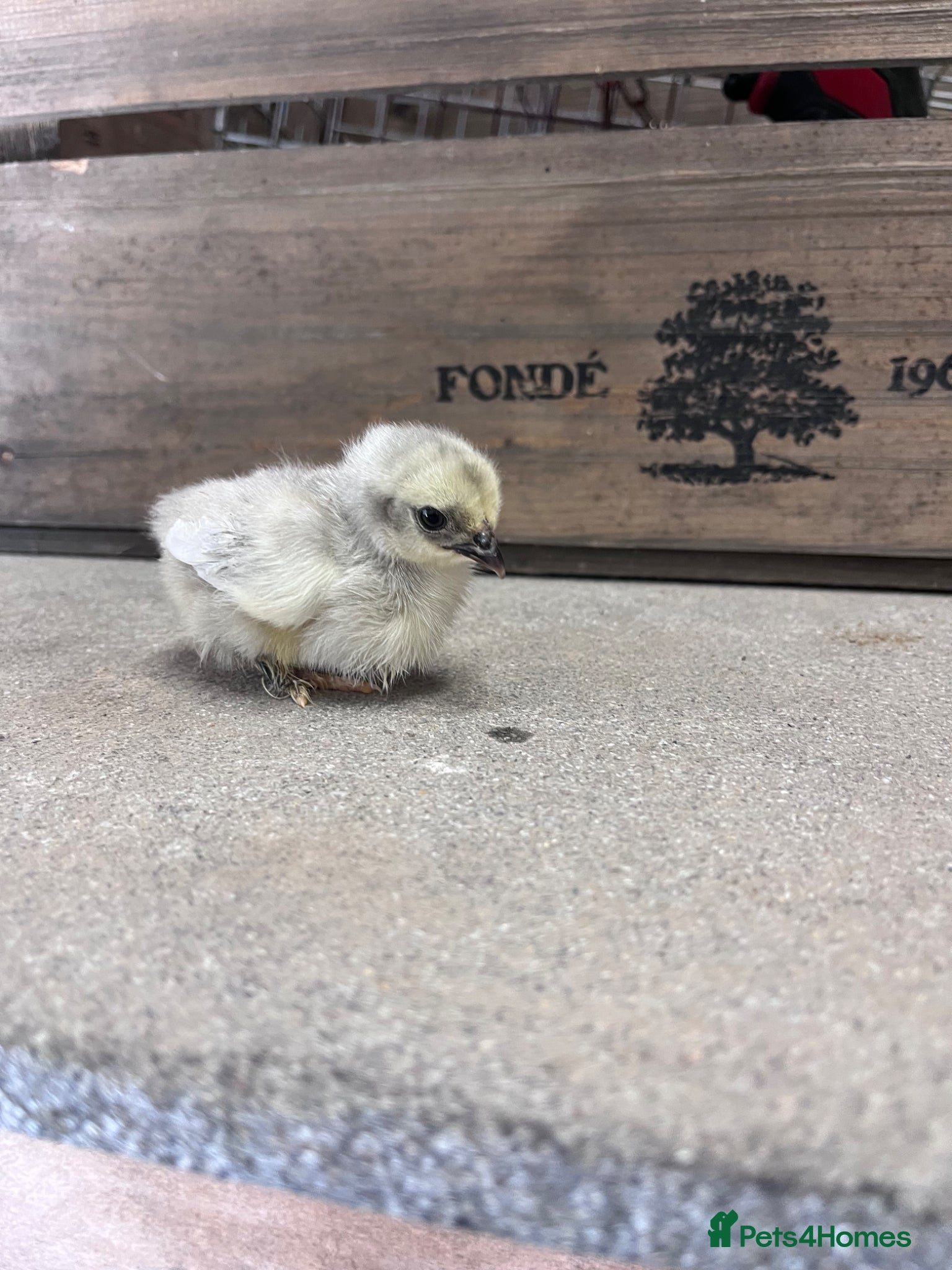Chickens poultry for sale: Bantams and other breeds of bantam  - Advert 5