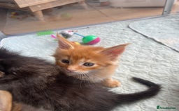 Maine Coon cats for sale: GCCF Registered Maine Coons Ready 16th August  in Banbury - Image 18