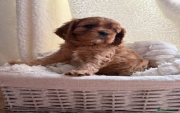 Cavalier King Charles Spaniel dogs for sale: ONE RUBY BOY LEFT Cavalier King Charles  - Image 8