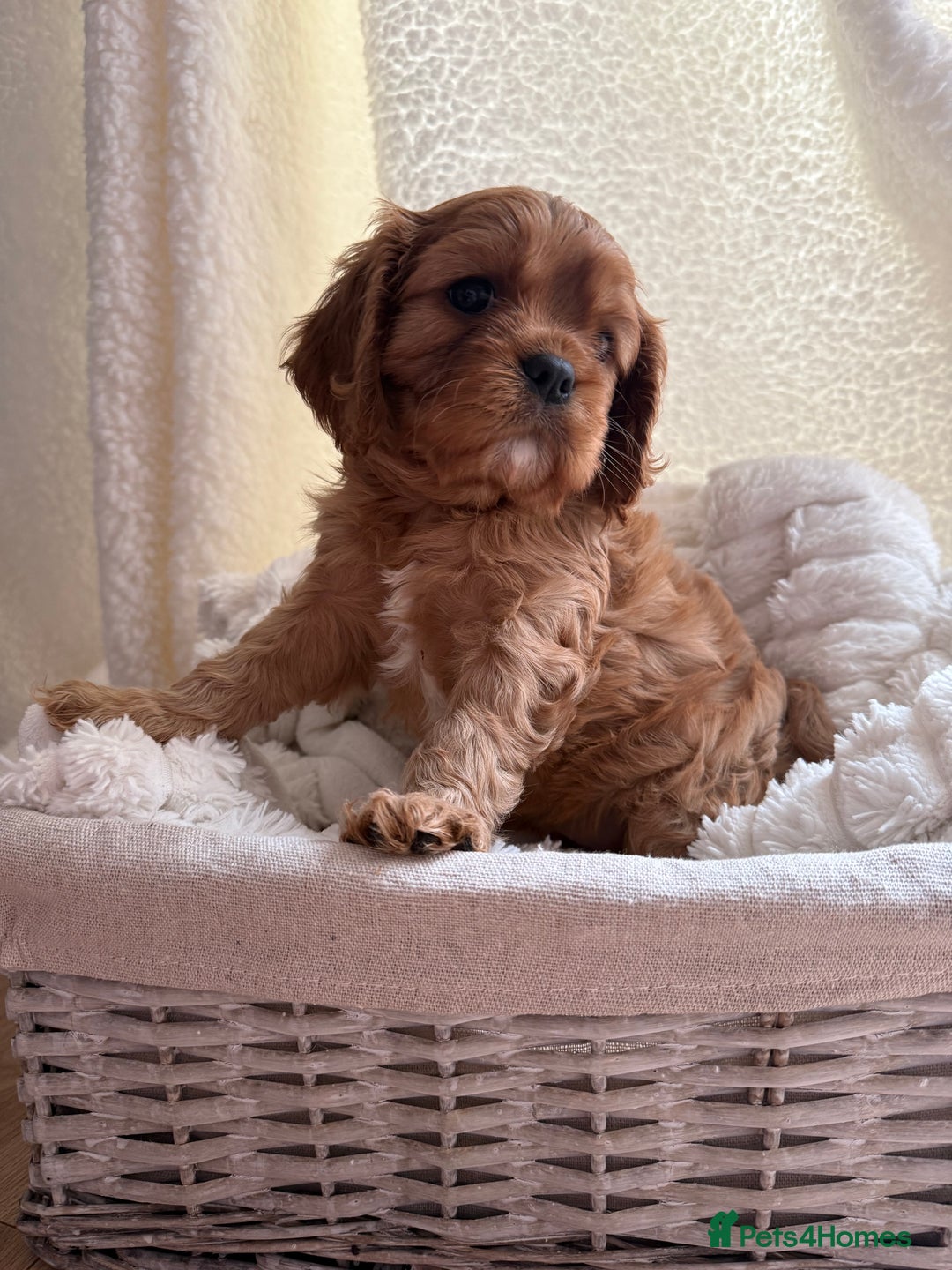 Cavalier King Charles Spaniel dogs for sale: ONE RUBY BOY LEFT Cavalier King Charles  - Image 8
