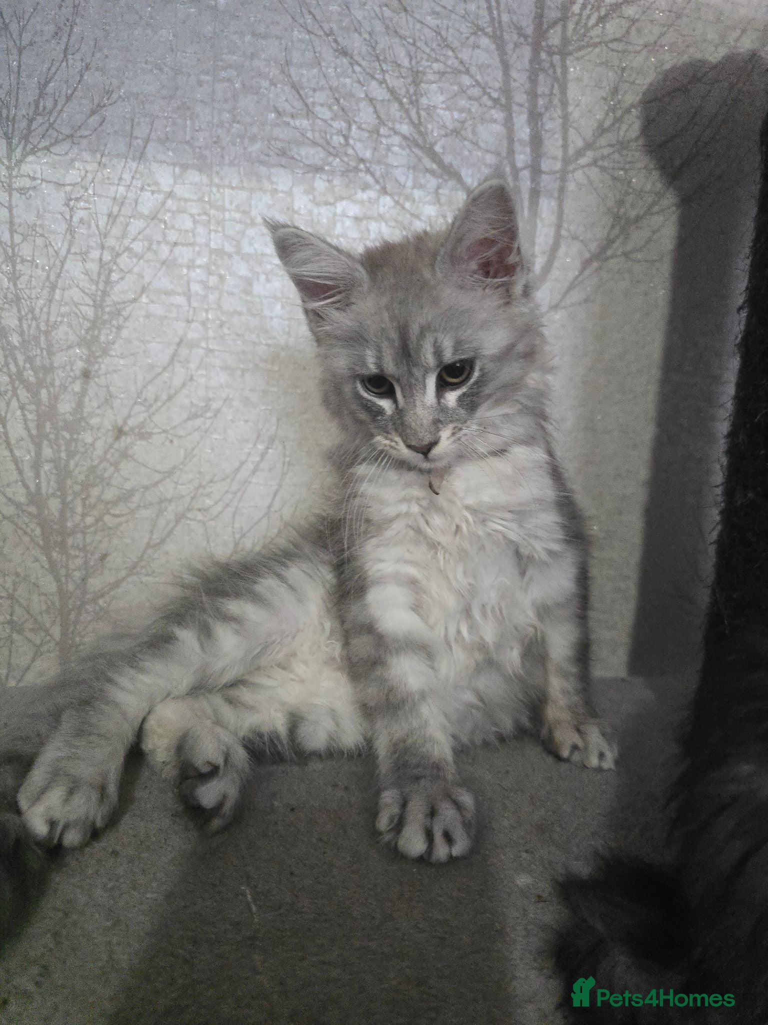 Maine Coon cats STUNNING RARE Maine Coons Shaded Shell Silver - Advert 2