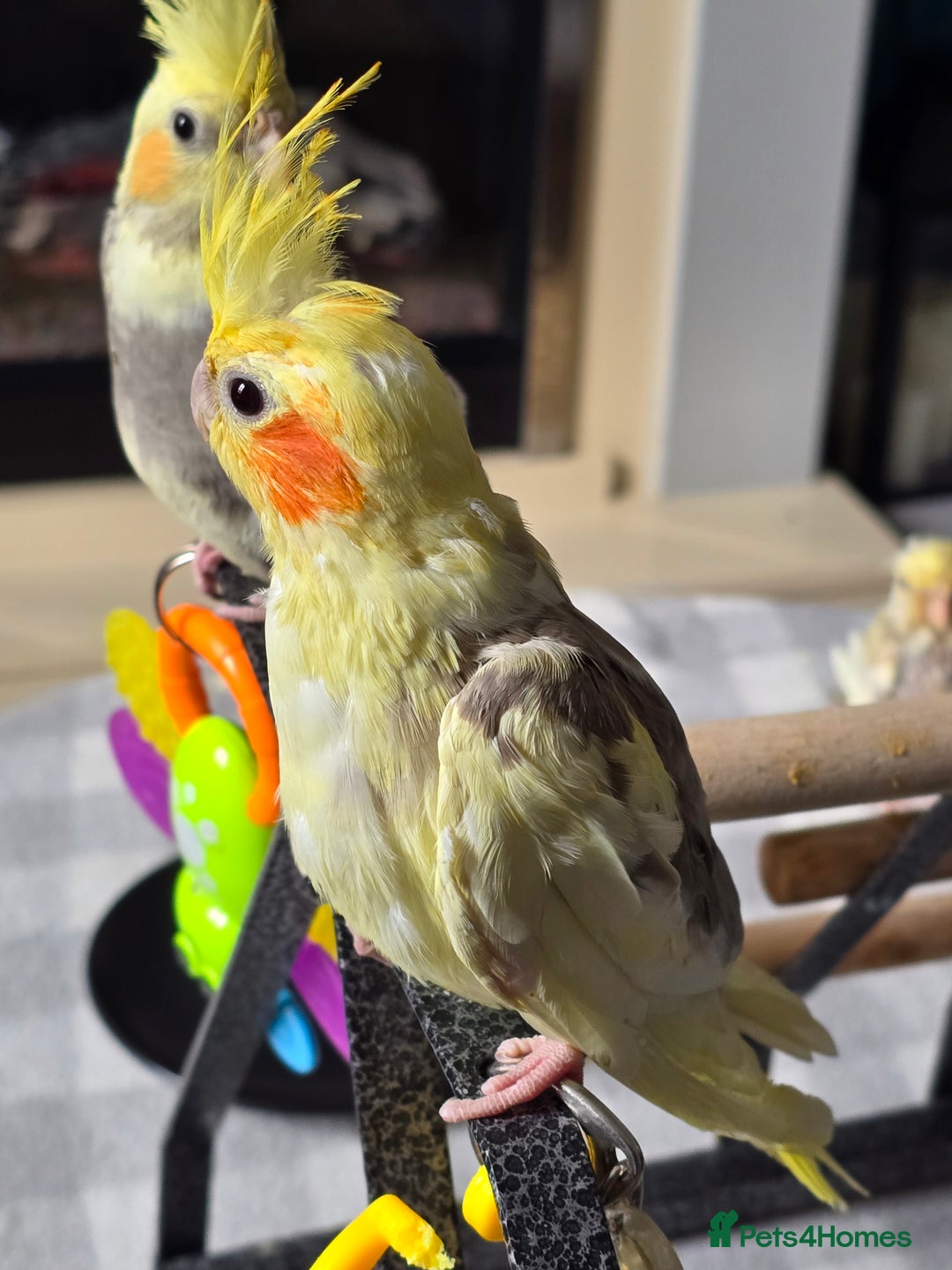 Cockatiels birds for sale: Handreared Cockatiels - Image 12