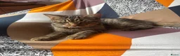 Mixed Breed cats for sale: Male kitten - Bengal X Tabby  - Advert 2