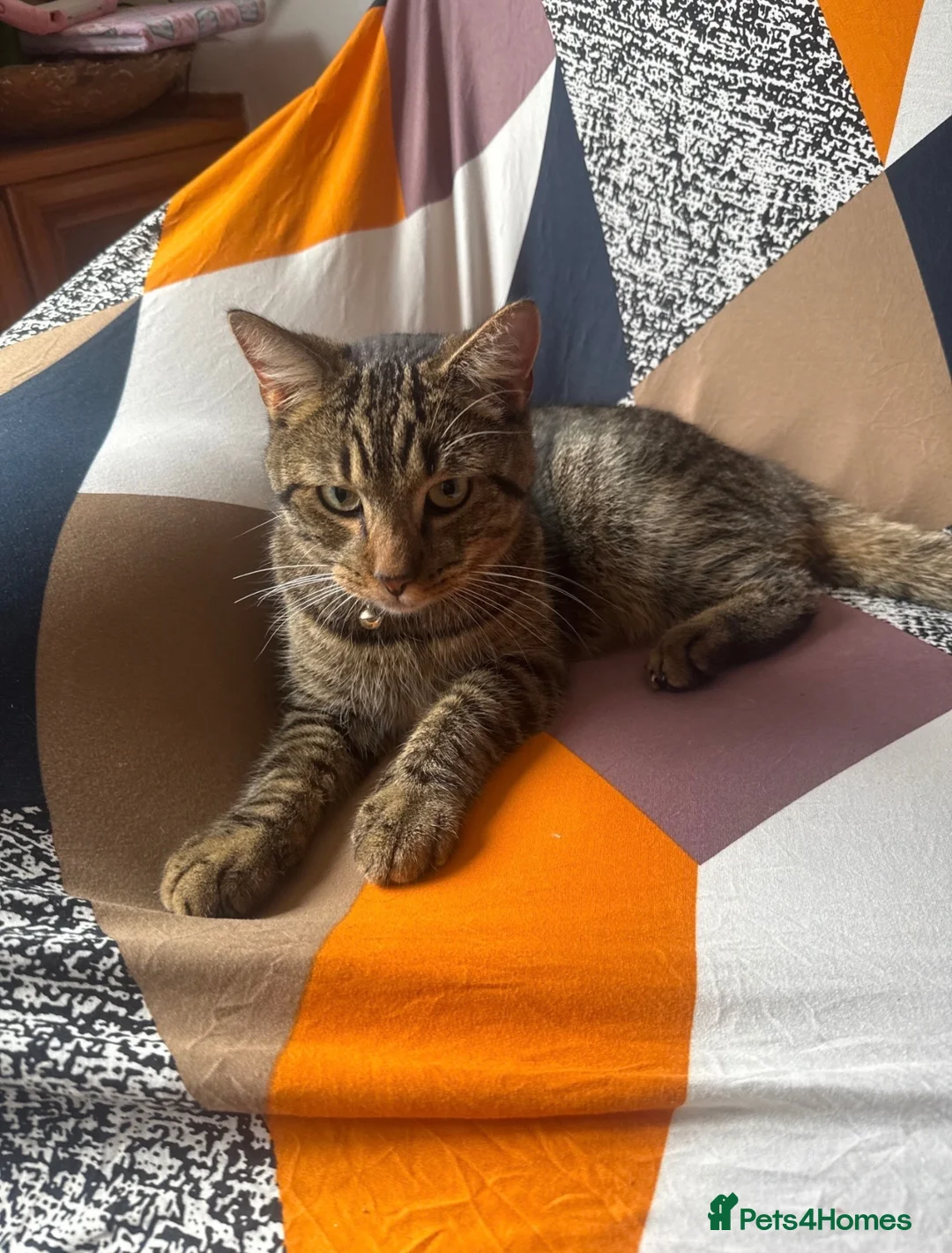 Mixed Breed cats for sale: Male kitten - Bengal X Tabby  - Advert 2