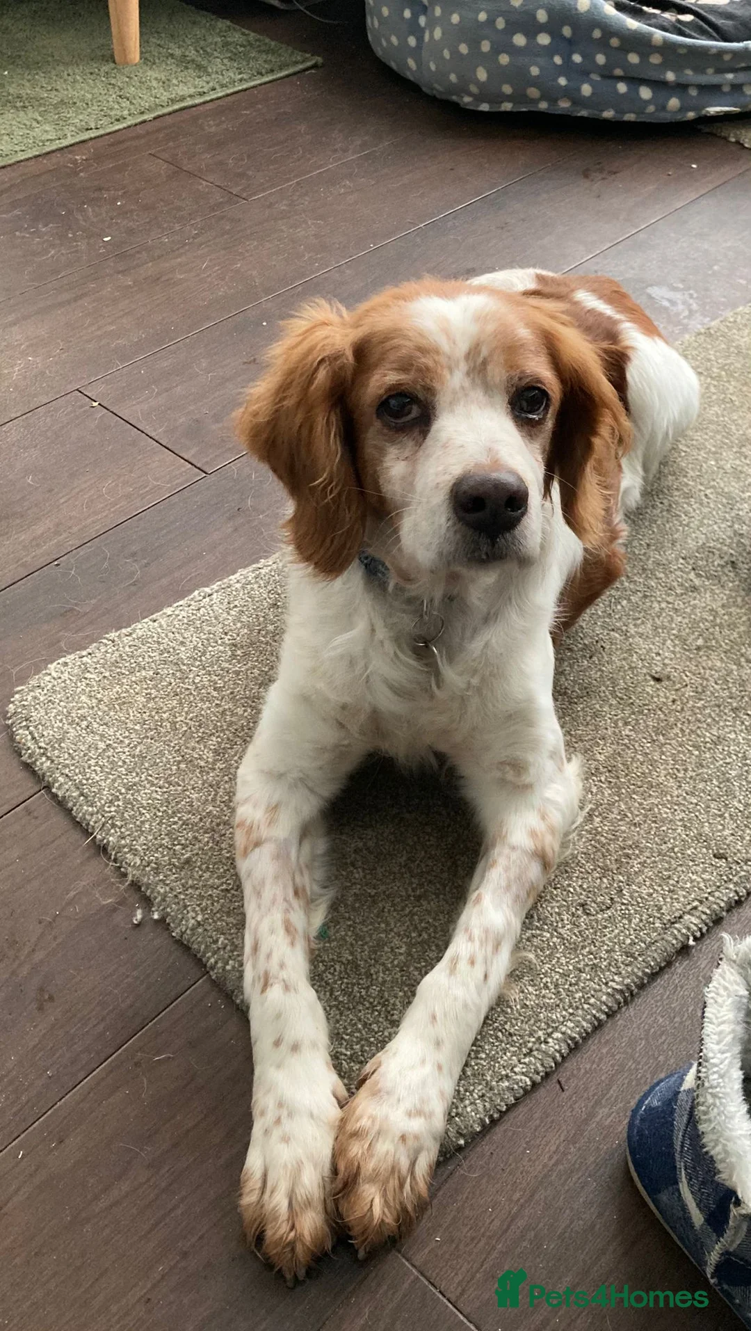 Brittany Spaniel dogs for adoption: Onil, a gorgeous Brittany - Advert 9