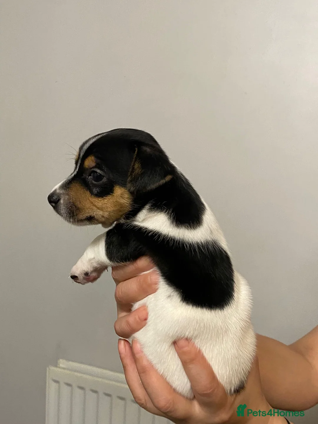 Jack Chi dogs for sale: Adorable Jack Chi puppies  - Advert 15