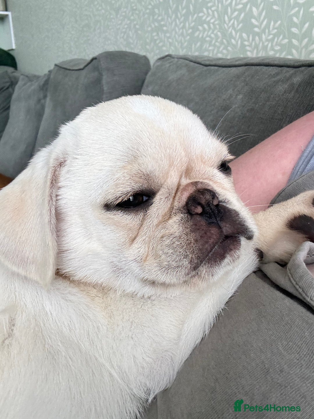 Pug dogs for sale: Reluctant sale of beautiful cream pug pup - Advert 2