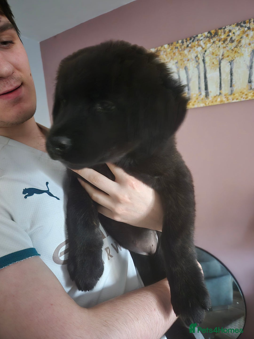 Mixed Breed dogs for sale: American Akita/Bullmastiff cross - Image 12