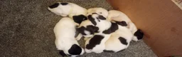 English Springer Spaniel dogs for sale: English springer spaniel pups  - Advert 1