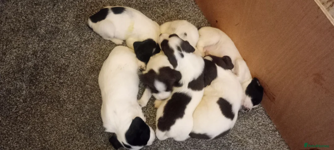 English Springer Spaniel dogs for sale: English springer spaniel pups  - Advert 1