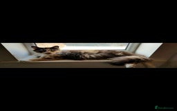 Maine Coon cats for sale: 💗Stunning maincoon kitten willow 💗 - Image 7