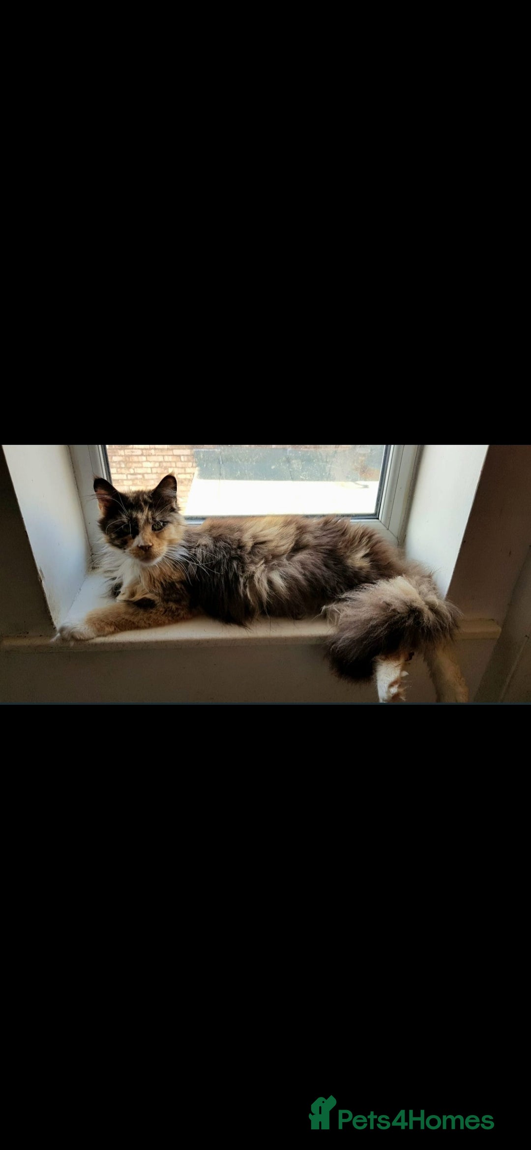 Maine Coon cats for sale: 💗Stunning maincoon kitten willow 💗 - Image 7