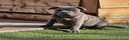 Staffordshire Bull Terrier dogs for stud: UK’S ONLY BLUE INTERNATIONAL CHAMPION  - Advert 17