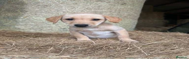 Labrador Retriever 5