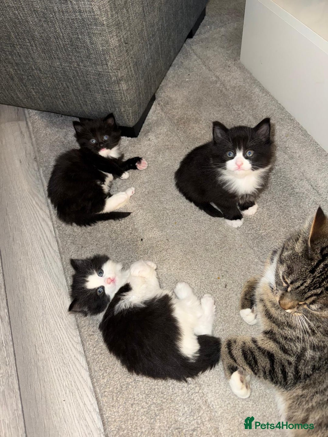 Mixed Breed cats for sale: Beautiful mix breed kittens - Advert 6