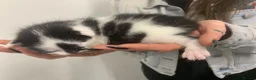 British Shorthair cats for adoption: Swimmer syndrome kittens  - Advert 1