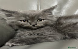 Maine Coon cats for sale: Super fluffy gorgeous Maine coon /Ragdoll kittens  - Image 5