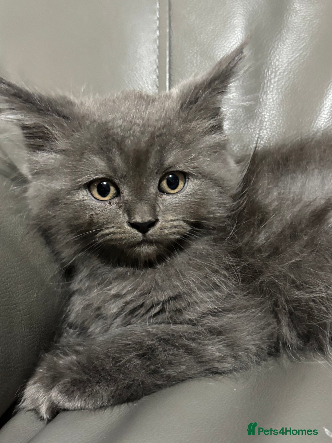 Maine Coon cats for sale: Super fluffy gorgeous Maine coon /Ragdoll kittens  - Image 5