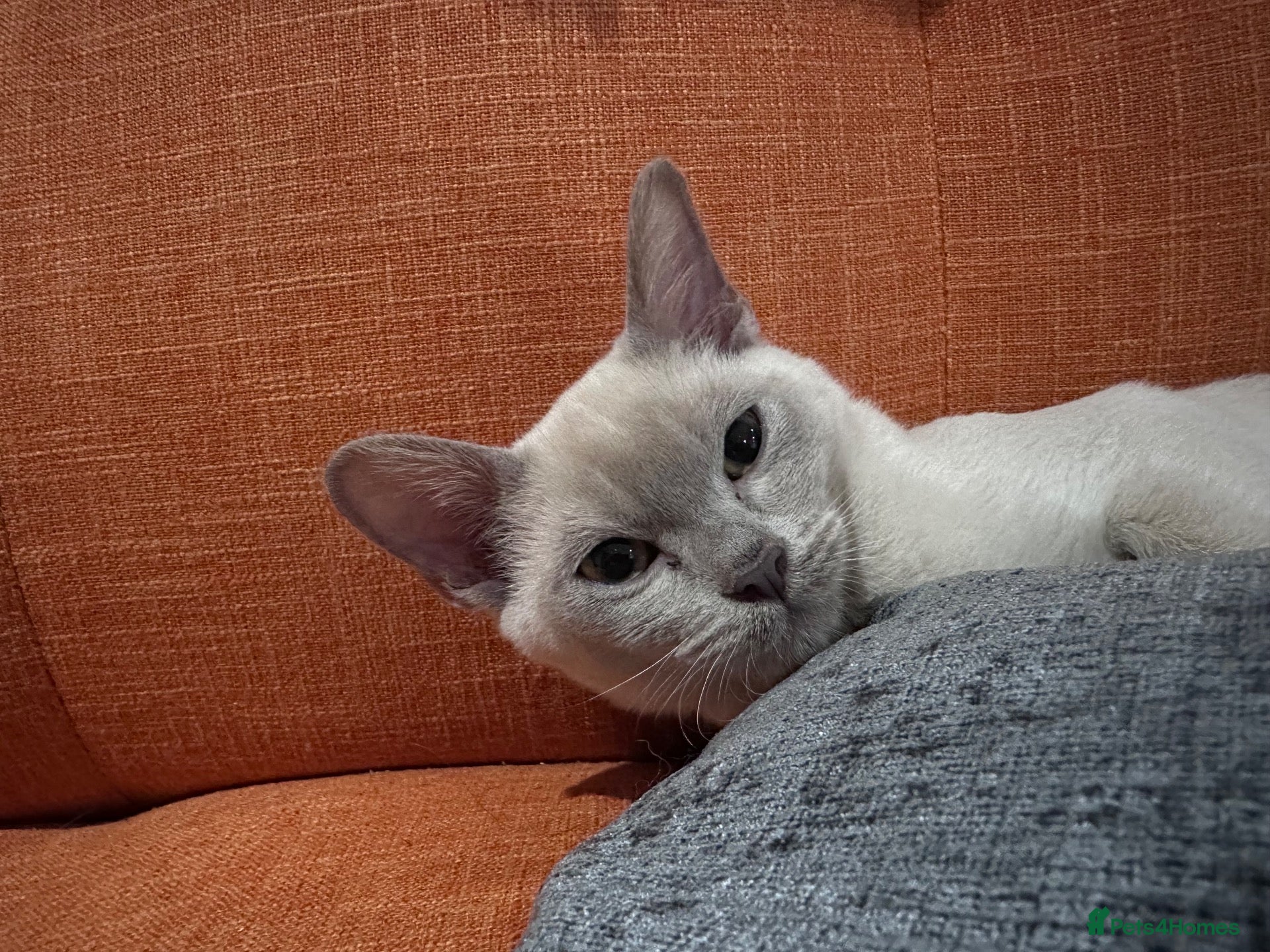 Burmese cats for sale: TICA reg pedigree Burmese  - Advert 17