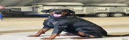 Dobermann dogs for sale: 1YO Male - FULLY HEALTH & HEART TESTED PARENTS in Whitland - Advert 4