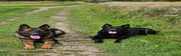 German Shepherd dogs for sale: Kc reg working line German shepherd pups in Barnsley - Advert 22