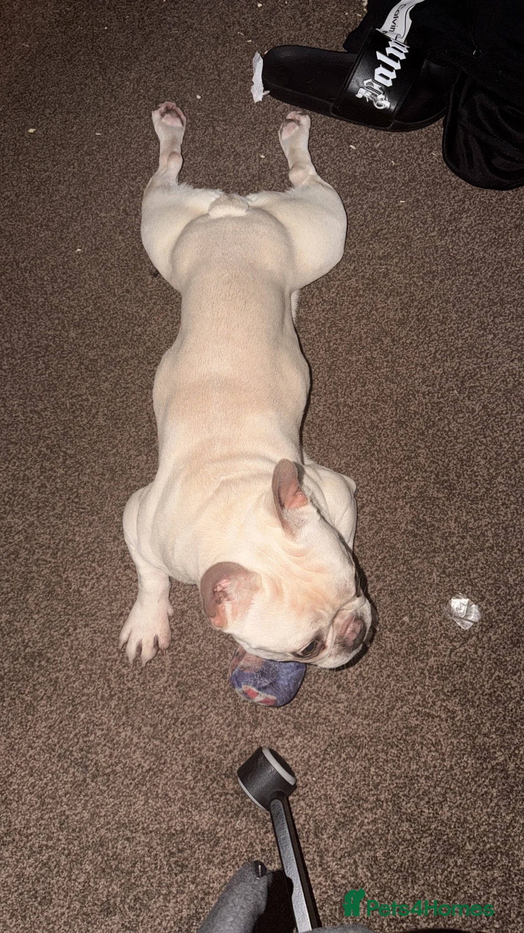 French Bulldog dogs for sale: Mylo for rehoming - Advert 2