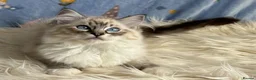 Ragdoll cats for sale: Beautiful TICA Registered Ragdoll Kittens - Advert 3
