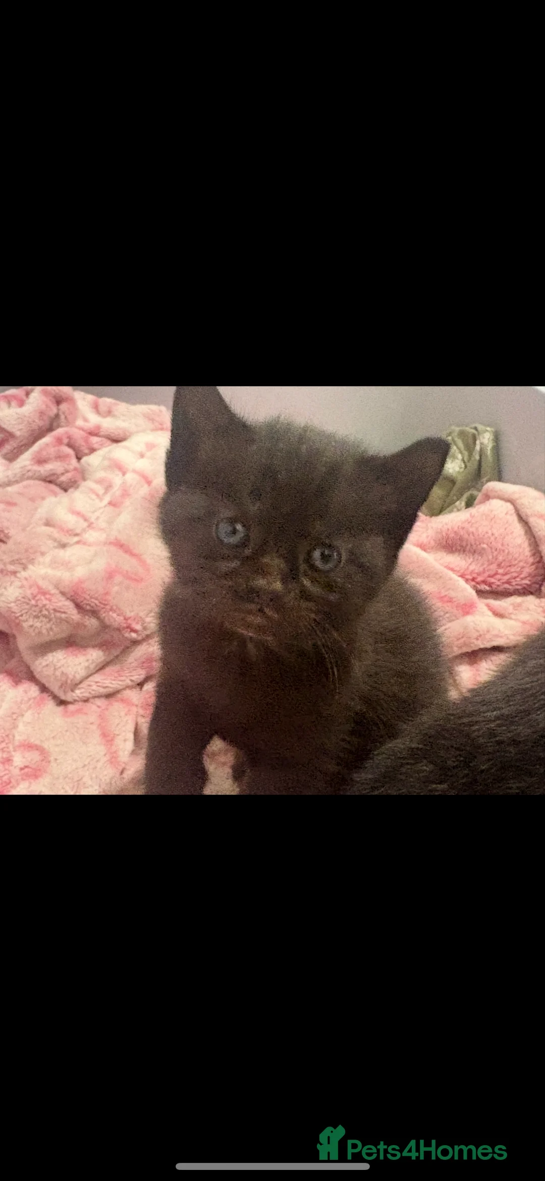 Mixed Breed cats for sale: Mainecoon x tabby  - Advert 5