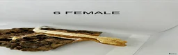 Gecko reptiles for sale: CRESTED GECKOS FOR SALE MALE AND FEMALE - Advert 3