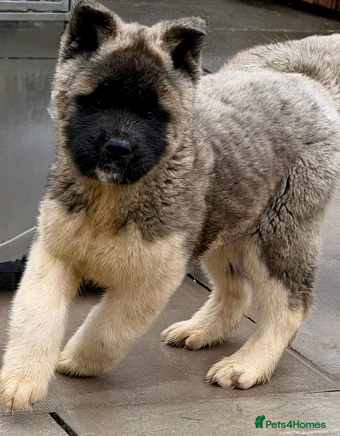 Akita dogs for sale: Akita Pups.  - Advert 2