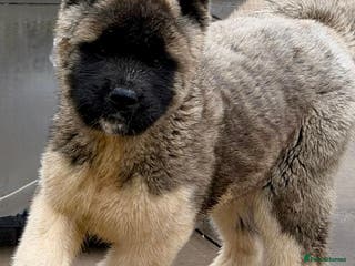 Akita dogs Akita Pups. - Advert 1