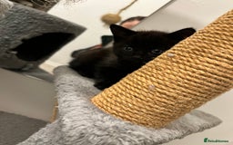 Domestic Shorthair cats for sale: Domestic Cats for sale🐈🐈‍⬛ - Image 14