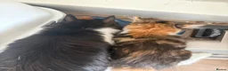 Mixed Breed cats for sale: Ginger, Black and White Female Kitten in Billingham - Advert 3