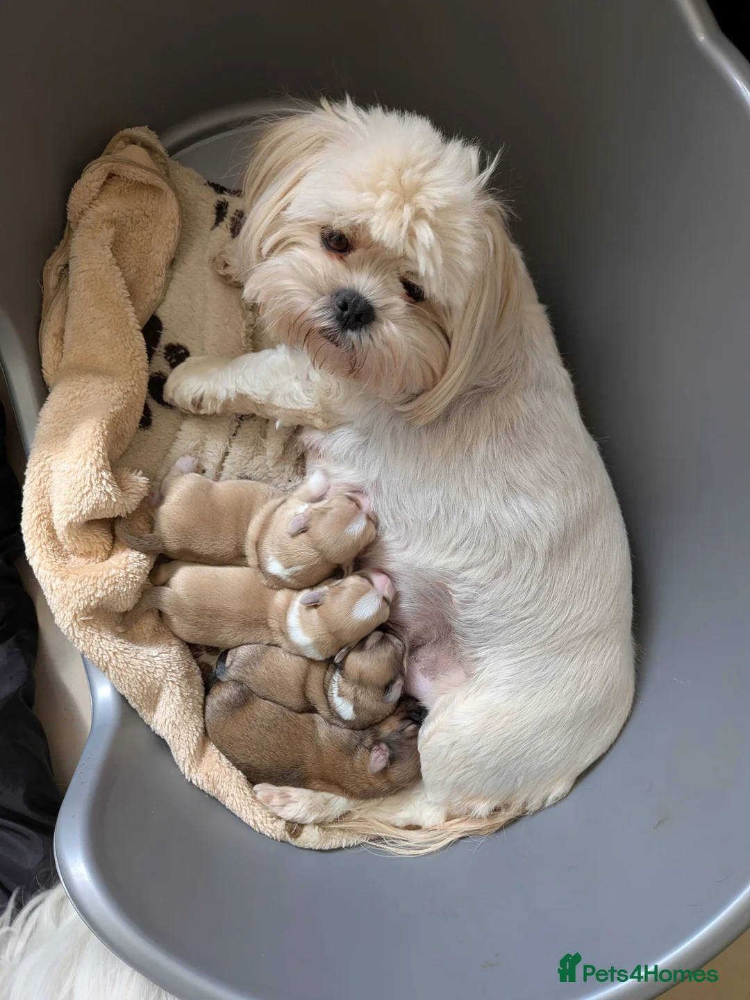 Lhasa Apso dogs for sale: Lhasa Apso puppies in Kent - Advert 1